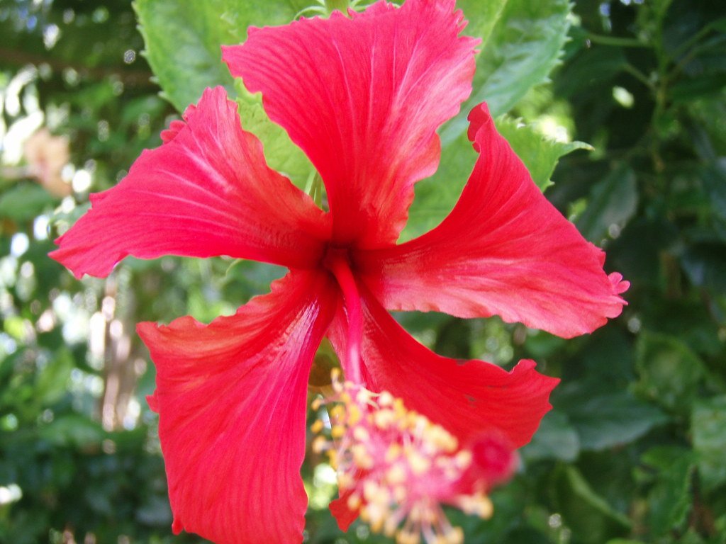 Red Hibiscus