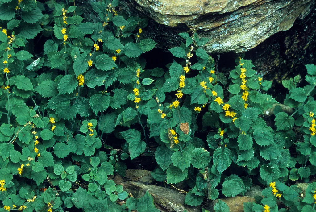 White haired goldrenrod plant
