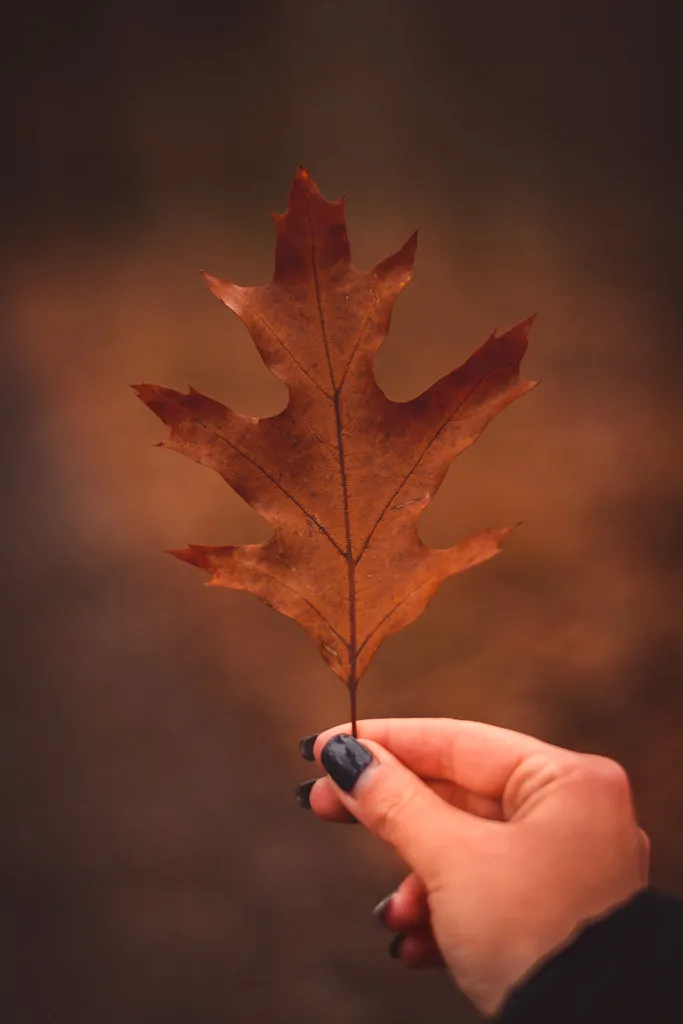Winter Leaf