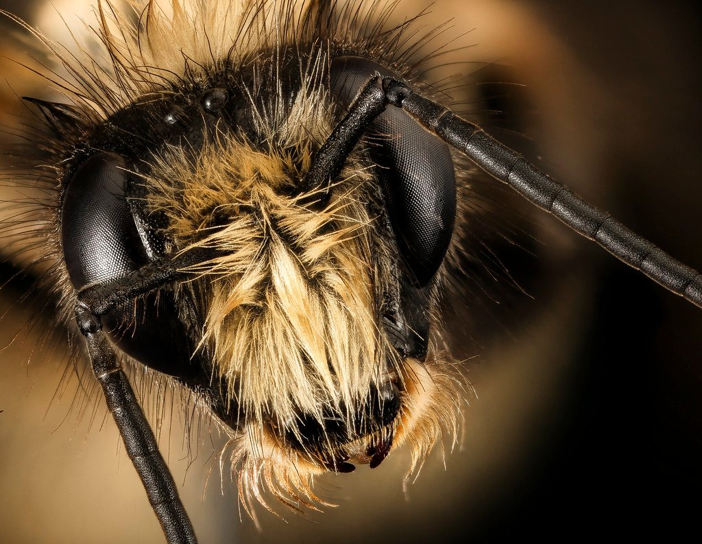 Bombus melanopygus, f, face, san francisco, ca_2016-05-04-15.28