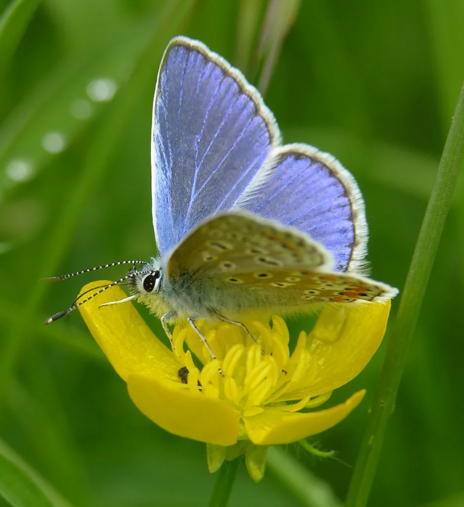 Blue and Buttercup