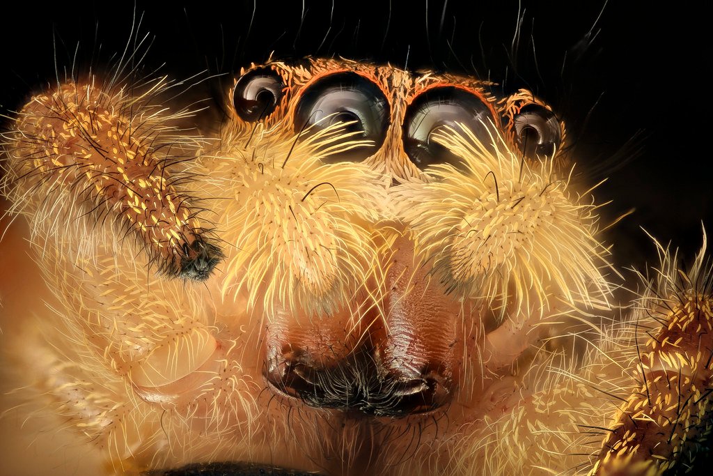 jumping spider, beltsville, md_2016-08-06-16.22