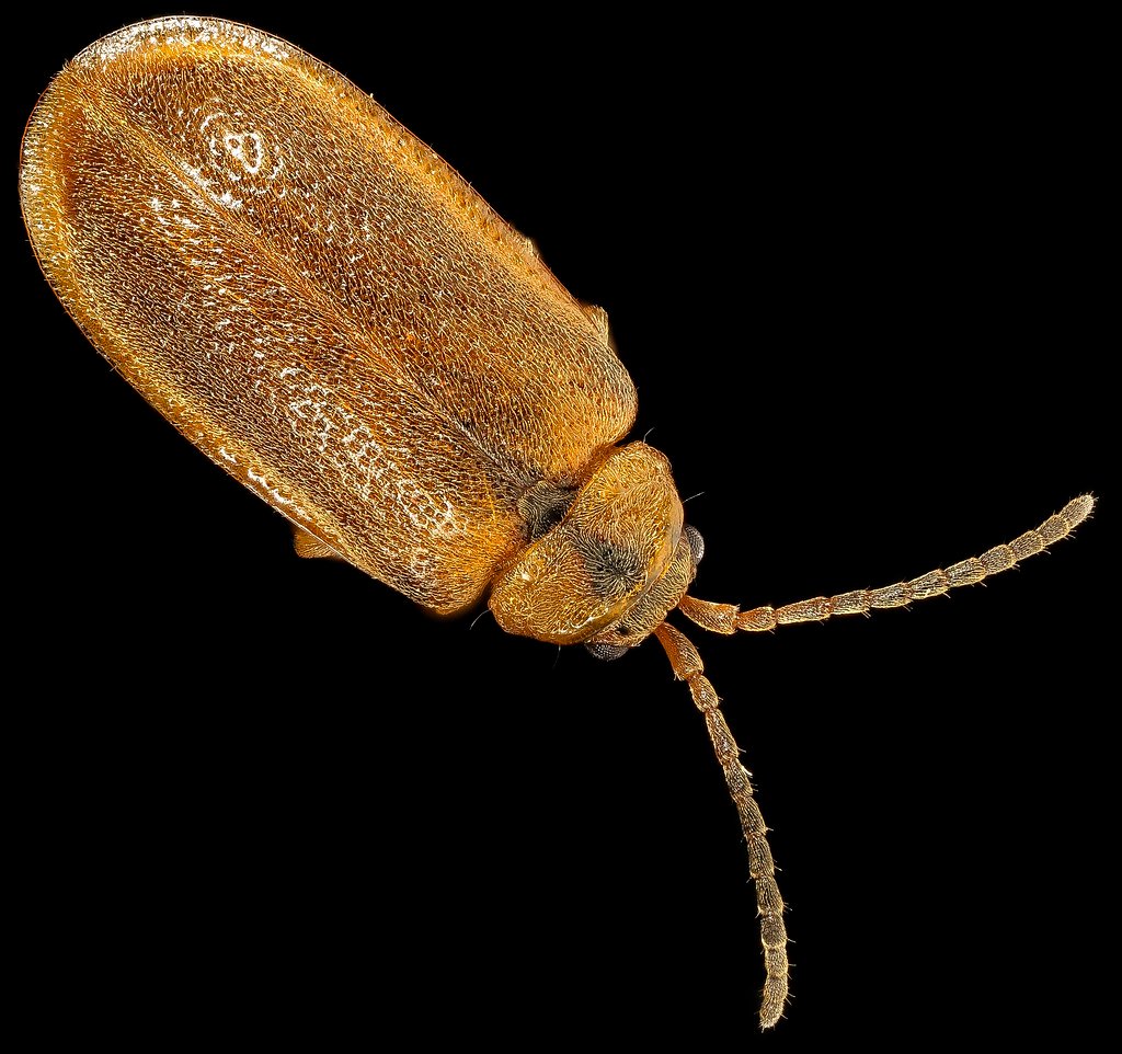 Neogalerucella calmariensis or N pusilla,u,back dry_2016-09-08-17.37