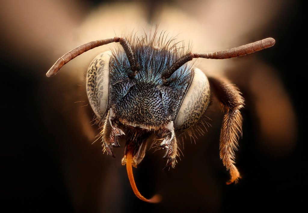 Osmia inurbana, f, face, Oneida Co. ID_2017-08-07-18.24