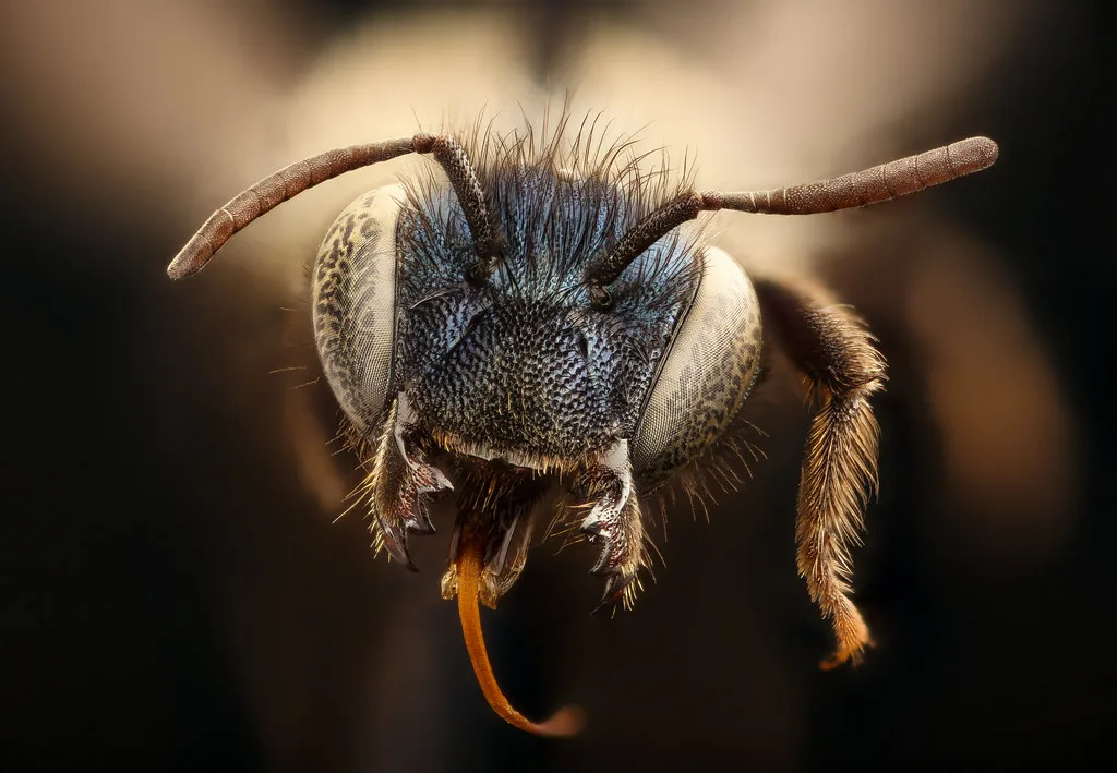 Osmia inurbana, f, face, Oneida Co. ID_2017-08-07-18.24
