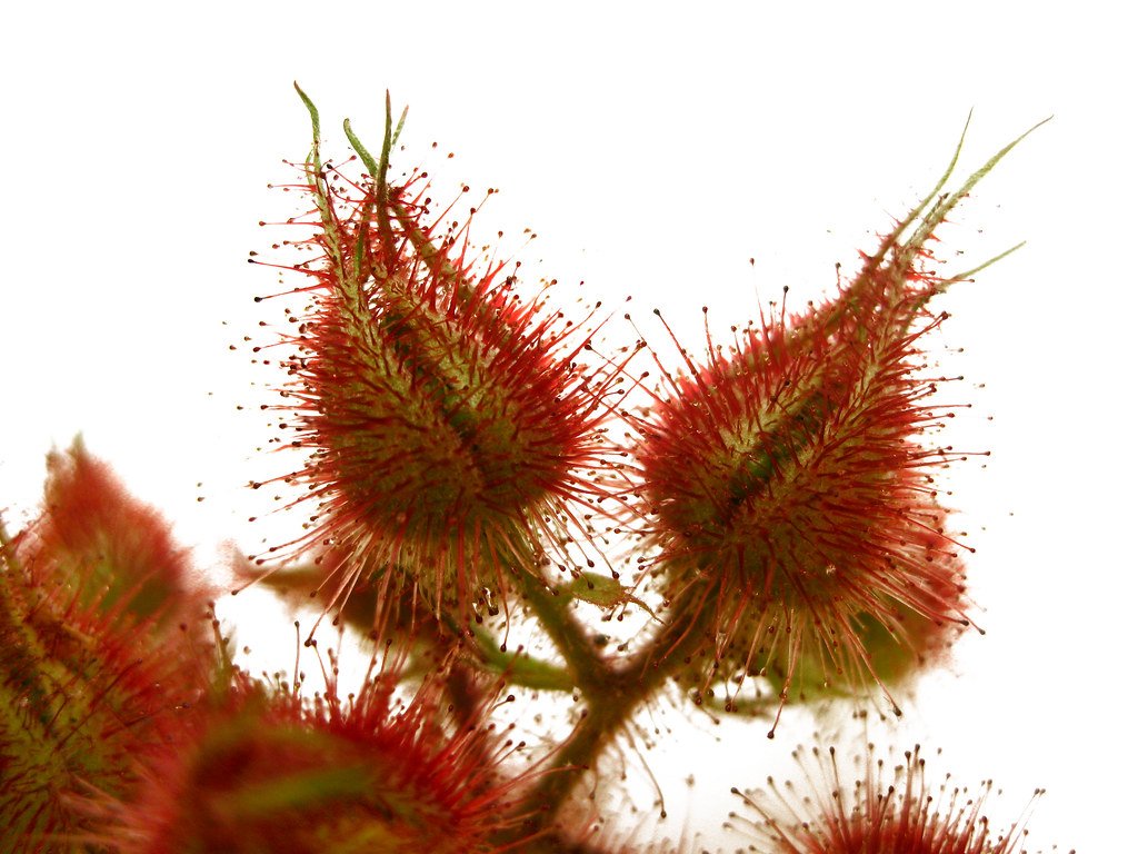 Rubus phoenicolasius - Wineberry