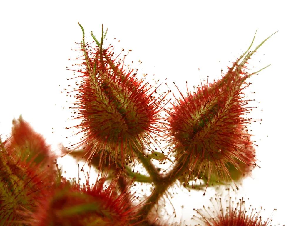 Rubus phoenicolasius - Wineberry