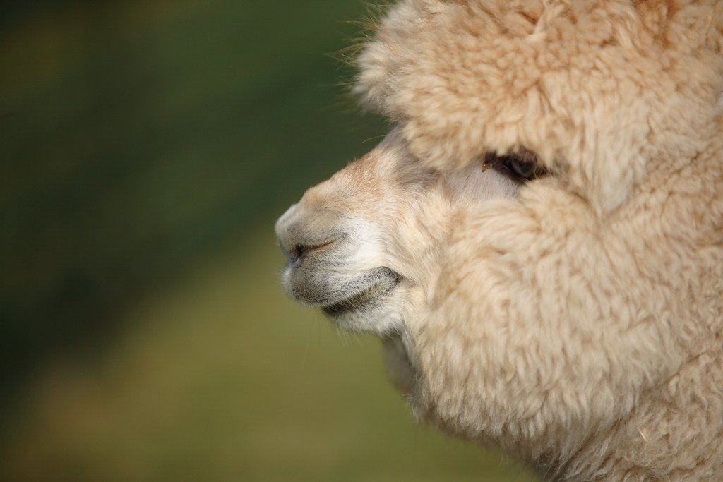 Alpaca