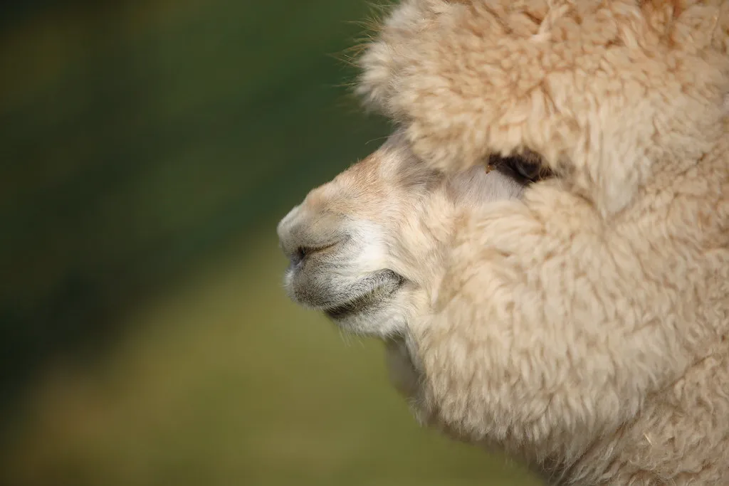 Alpaca