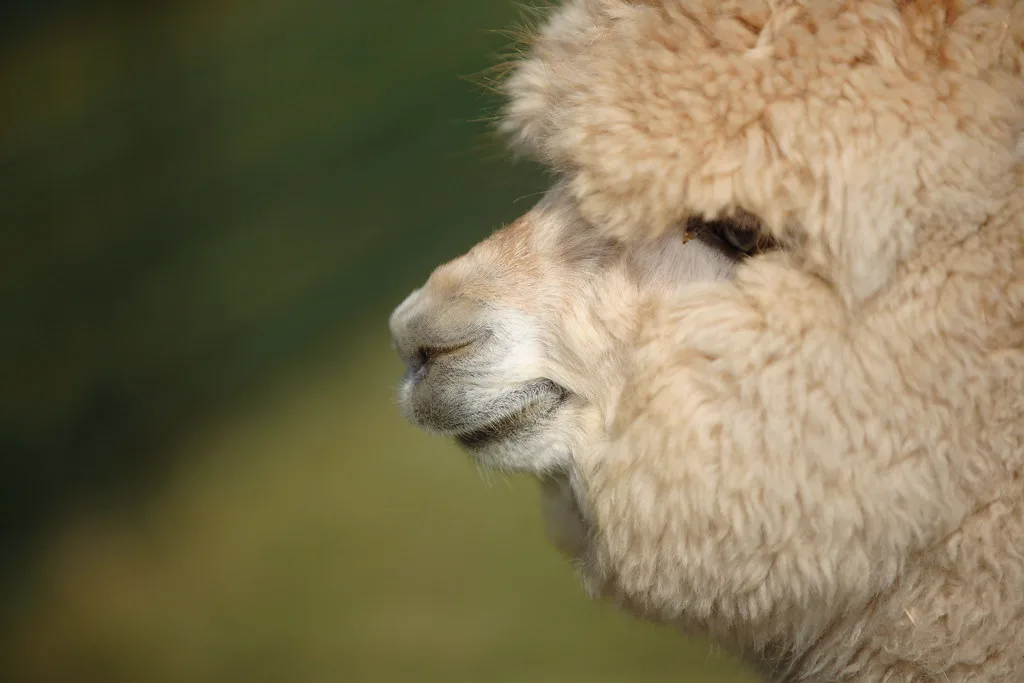 Alpaca