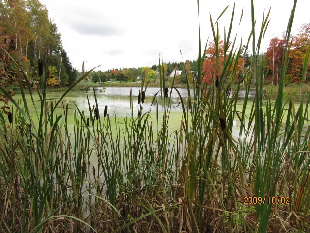Ossekeag Creek Marsh