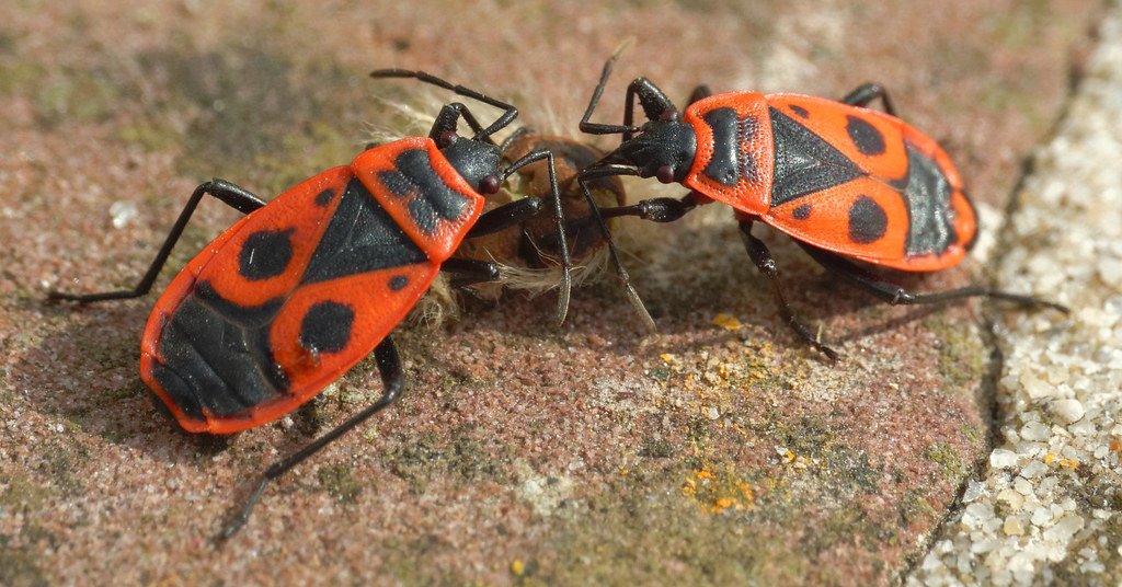 Pyrrhocoris apterus