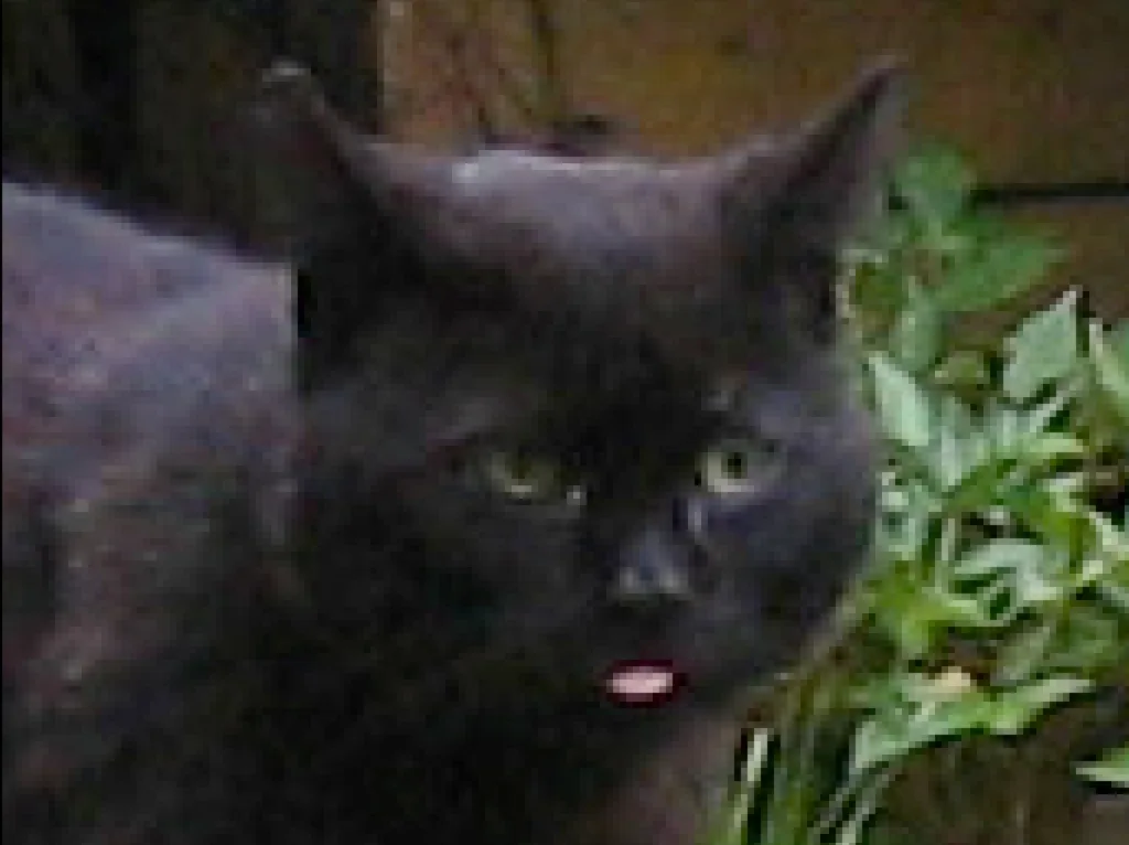 Blacky 06