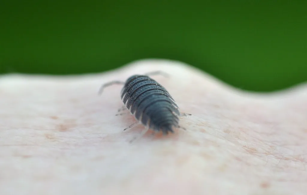 behold a woodlouse