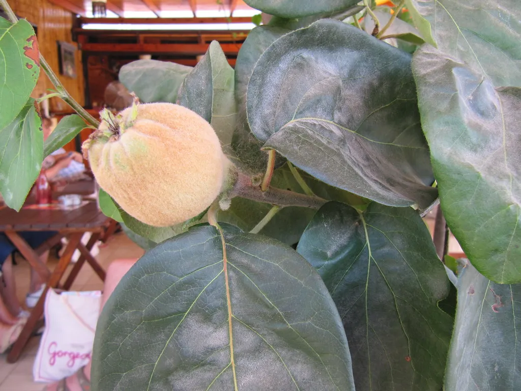 Cydonia oblonga (Quince)