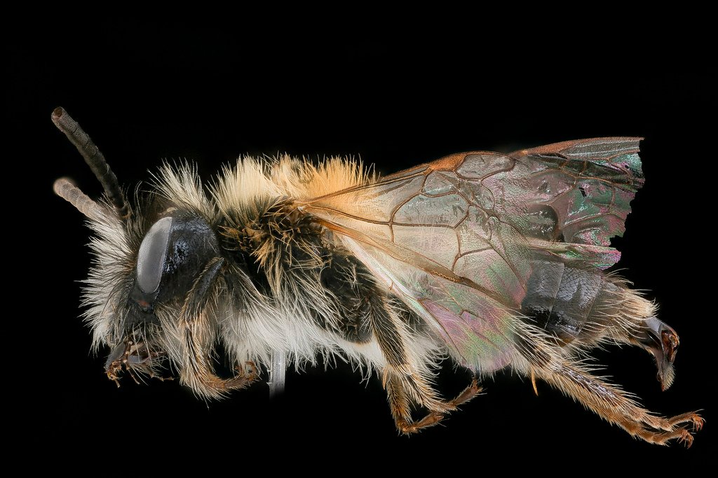 Andrena lapponica, m, left, Bukovske vrchy, Slovakia_2019-12-16-19.35.10 ZS PMax UDR