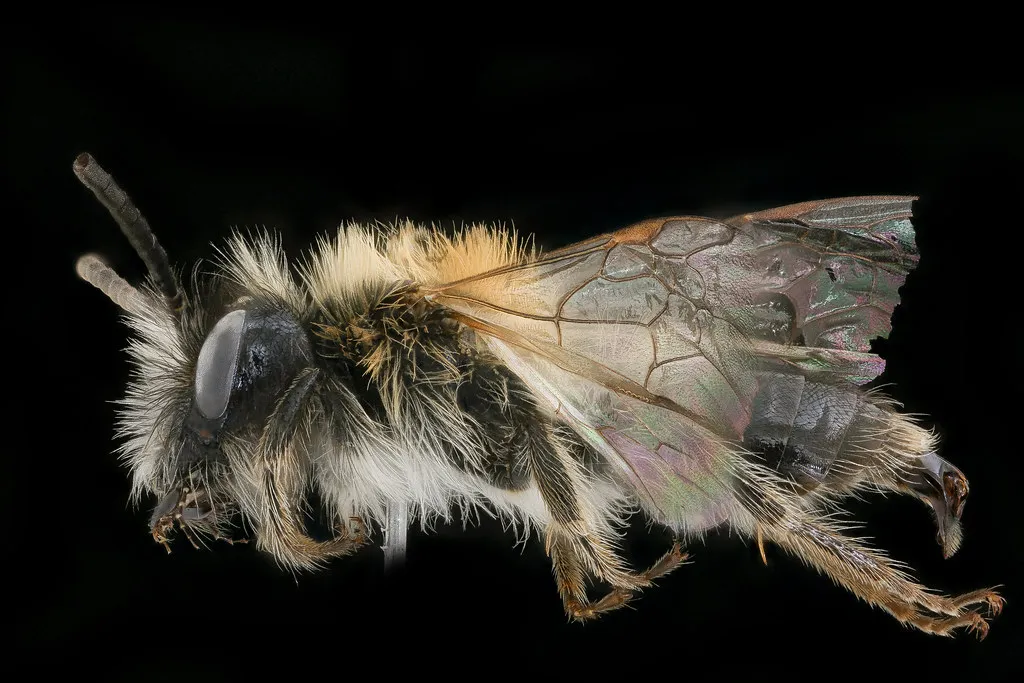 Andrena lapponica, m, left, Bukovske vrchy, Slovakia_2019-12-16-19.35.10 ZS PMax UDR