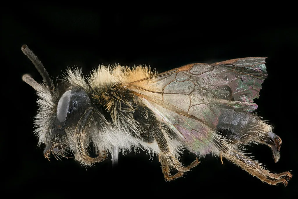 Andrena lapponica, m, left, Bukovske vrchy, Slovakia_2019-12-16-19.35.10 ZS PMax UDR