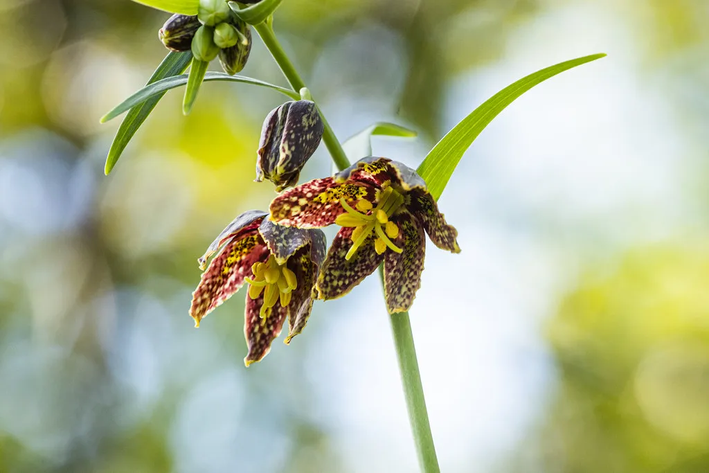 Checker Lily (Fritillaria affinis)