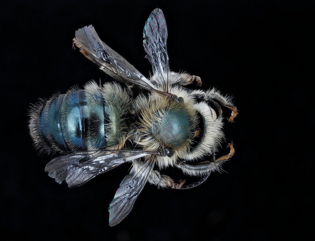 Osmia felti, m, back, Delta Co. MI_2020-02-17-19.00.02 ZS PMax UDR