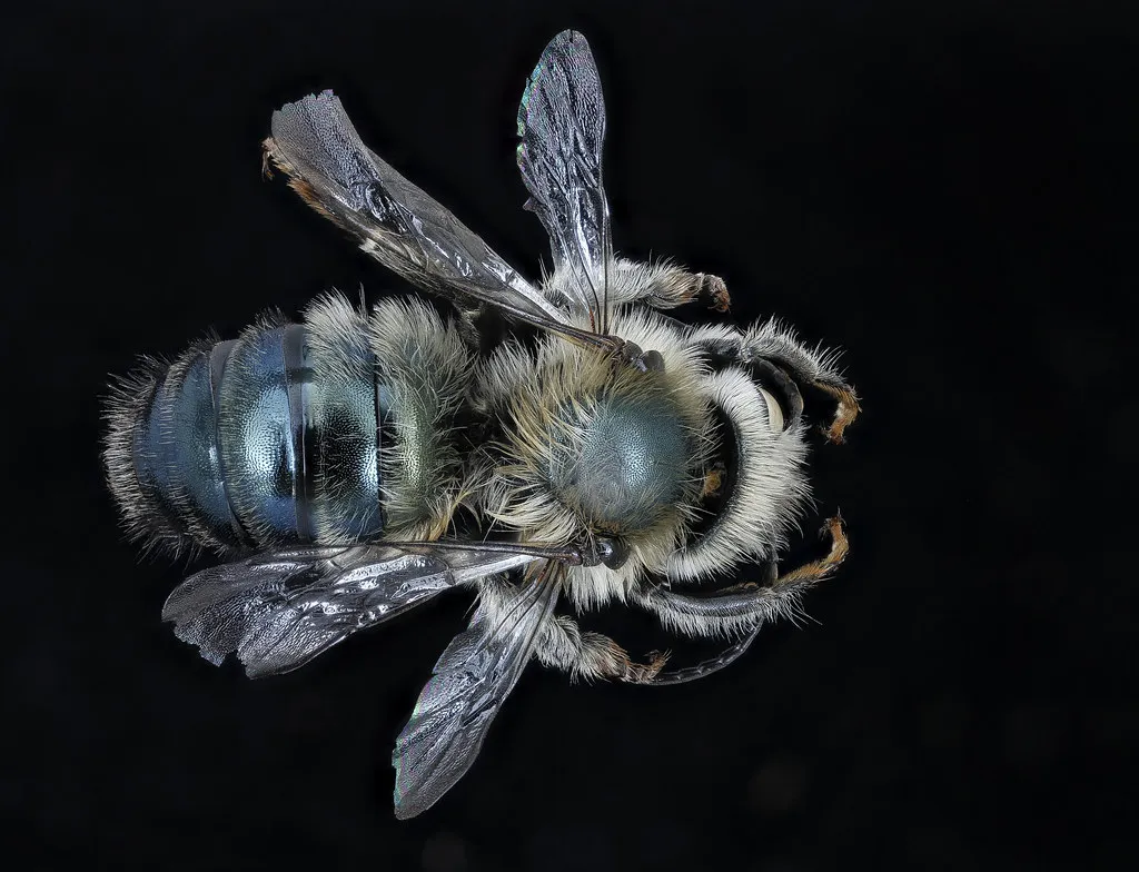 Osmia felti, m, back, Delta Co. MI_2020-02-17-19.00.02 ZS PMax UDR