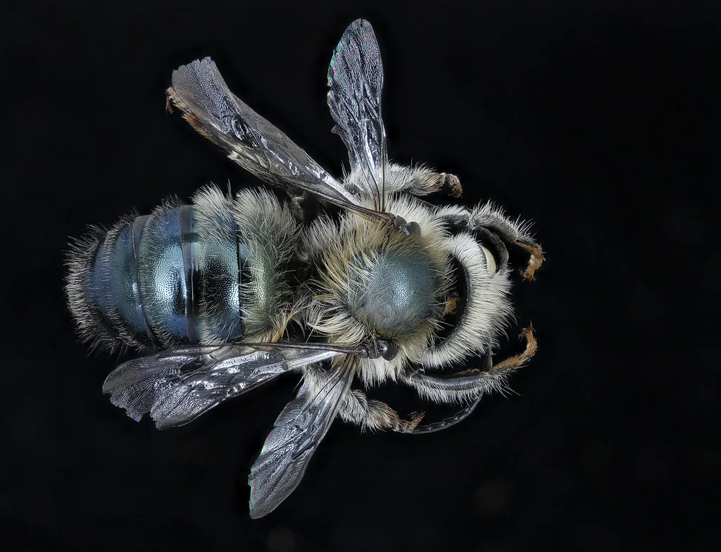 Osmia felti, m, back, Delta Co. MI_2020-02-17-19.00.02 ZS PMax UDR