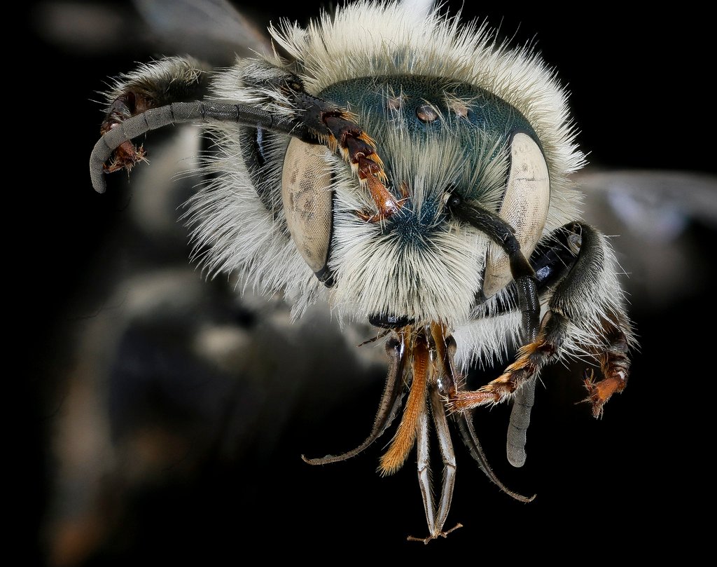 Osmia felti, m, face, Delta Co. MI_2020-02-17-19.06.40 ZS PMax UDR