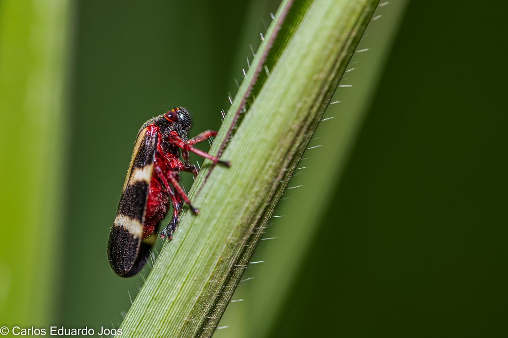 Red Leafhopper