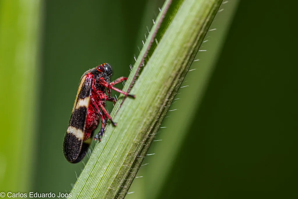 Red Leafhopper