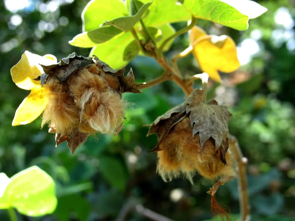 Gossypium tomentosum