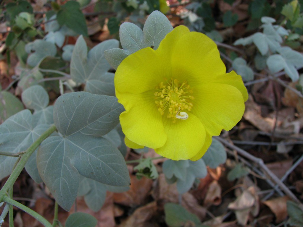 Gossypium tomentosum