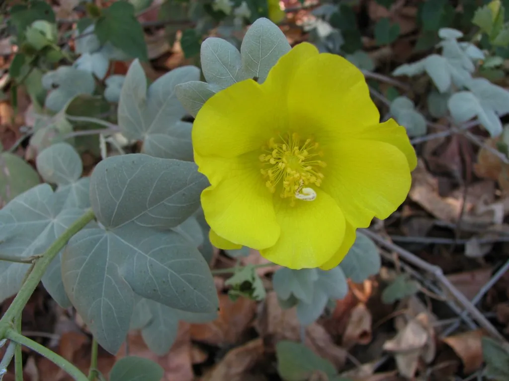Gossypium tomentosum