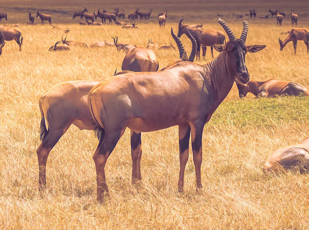 Topi, Maasai Mara