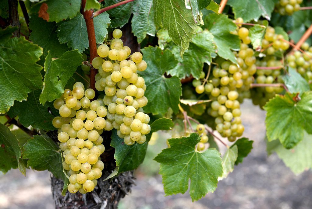 Chardonnay Grapes on the vine 2023