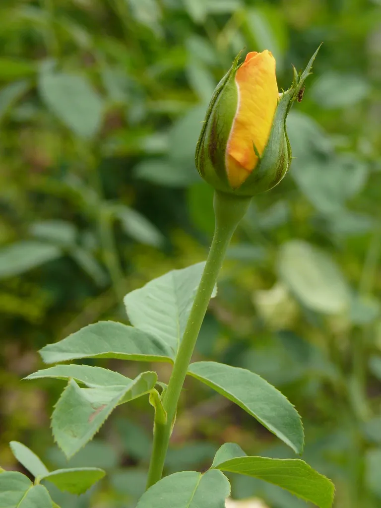 Hoa Hồng Rosa Rosaceae