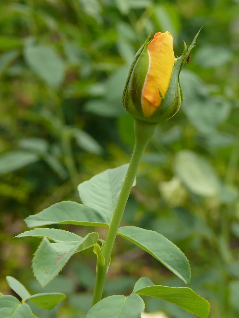 Hoa Hồng Rosa Rosaceae