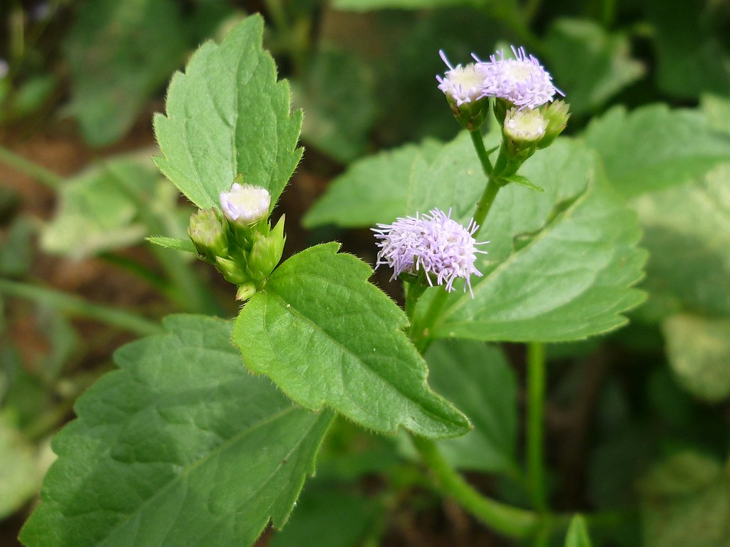 Cỏ hôi  Ageratum conyzoides L., thuộc họ Cúc – Asteraceae