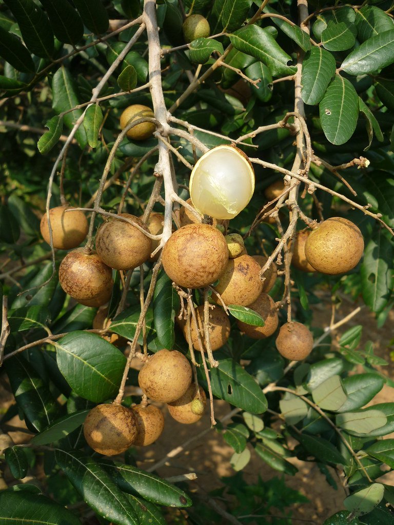 Trái nhãn Xuồng, Dimocarpus longan   họ Bồ Hòn  Sapindaceae