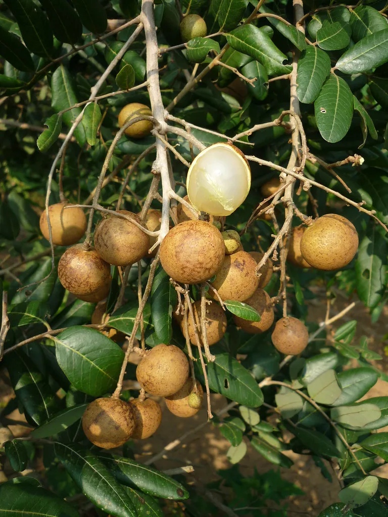 Trái nhãn Xuồng, Dimocarpus longan   họ Bồ Hòn  Sapindaceae