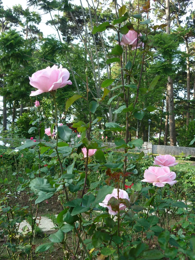 Hoa hường