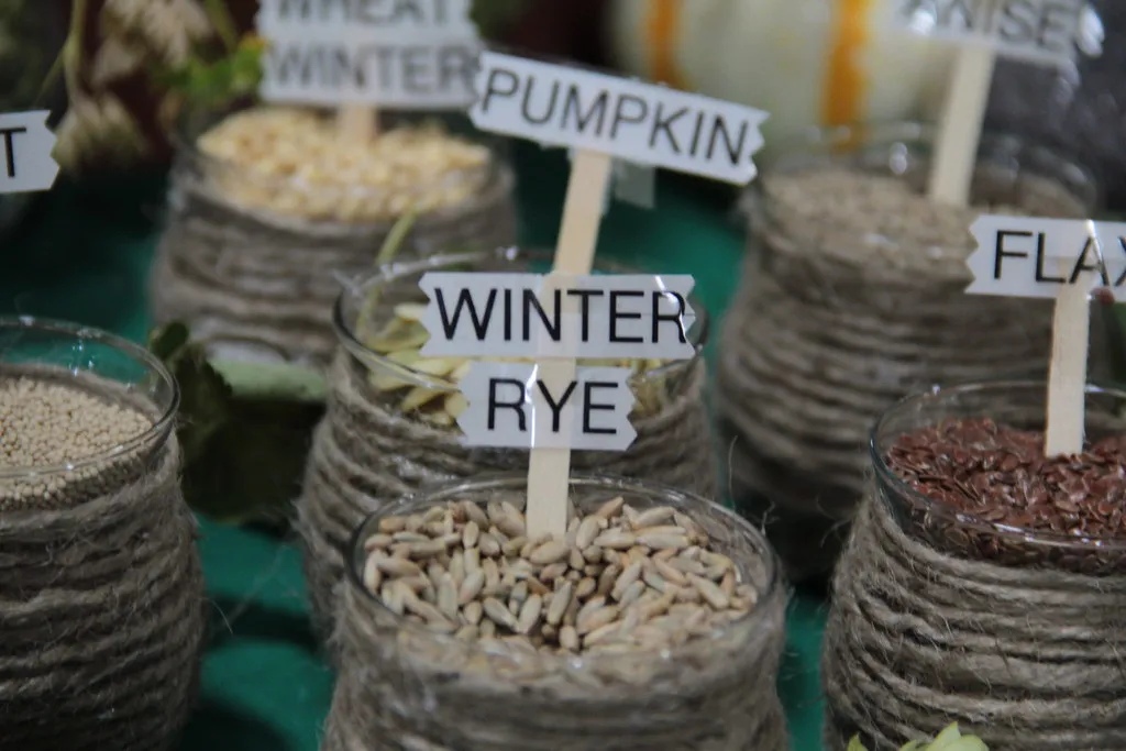 Winter Rye