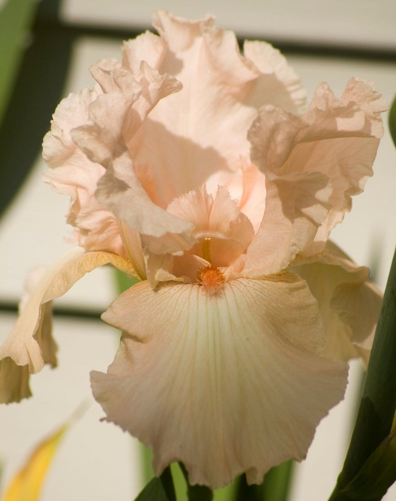 Iris