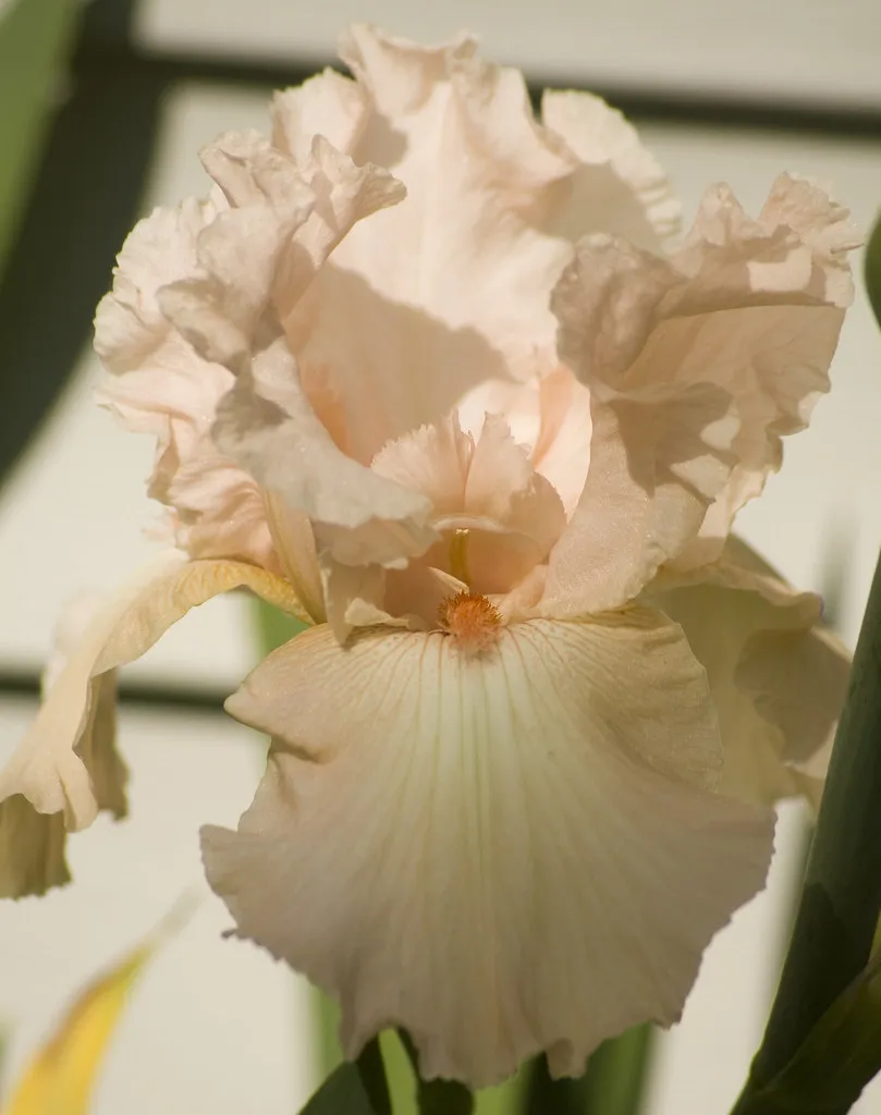 Iris