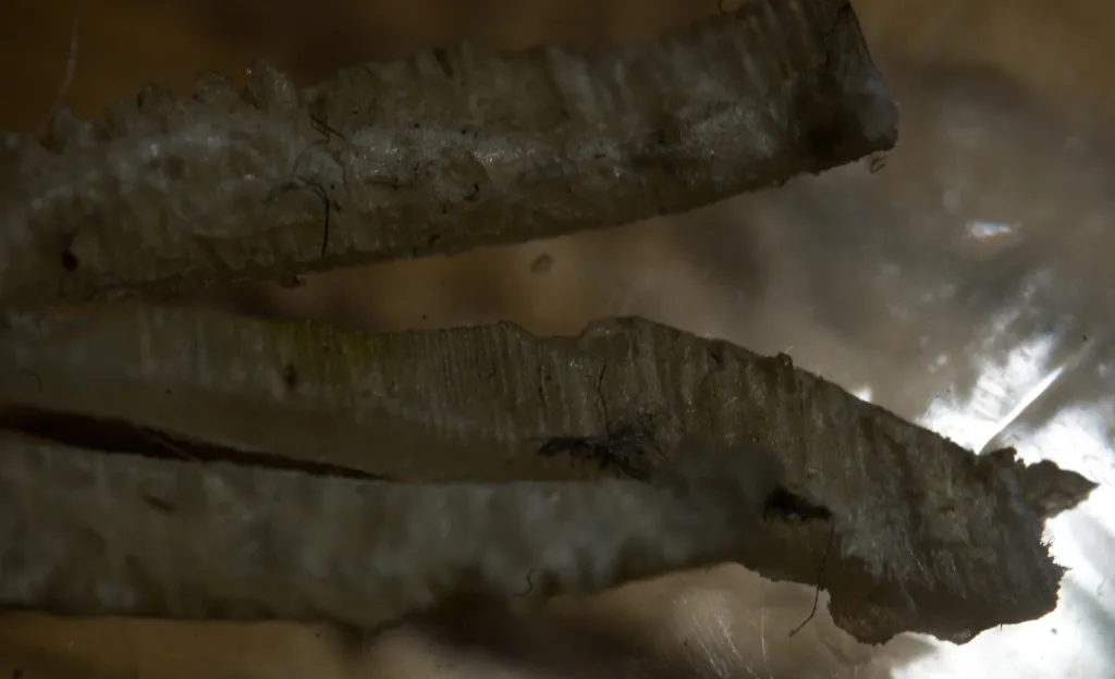 Toenail clippings