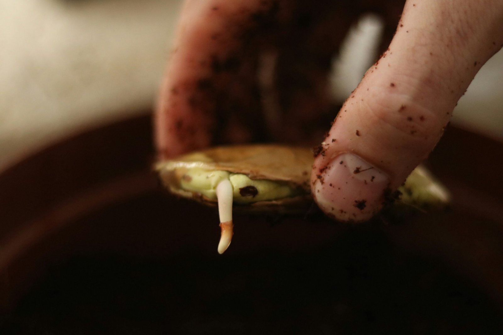 a close up of a person holding a plant