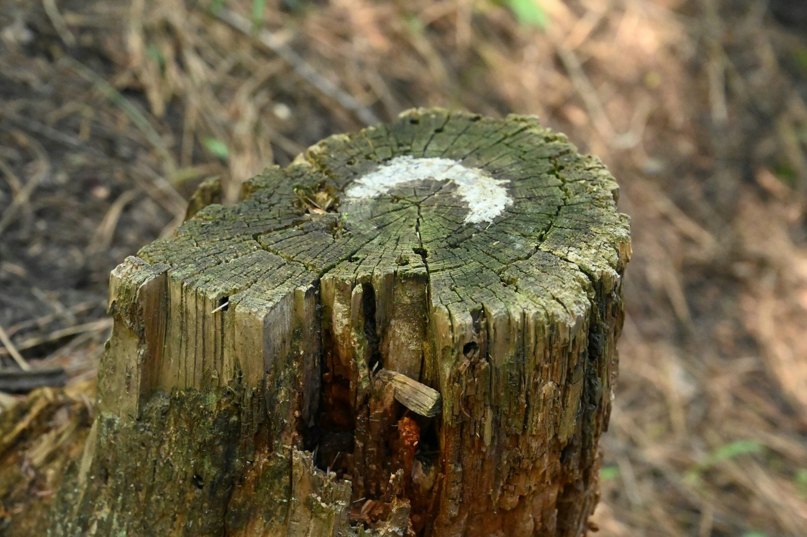 a tree stump with a white circle painted on it