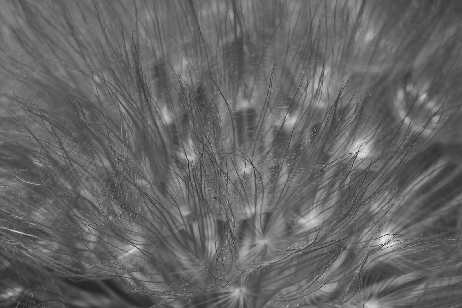 a black and white photo of a plant