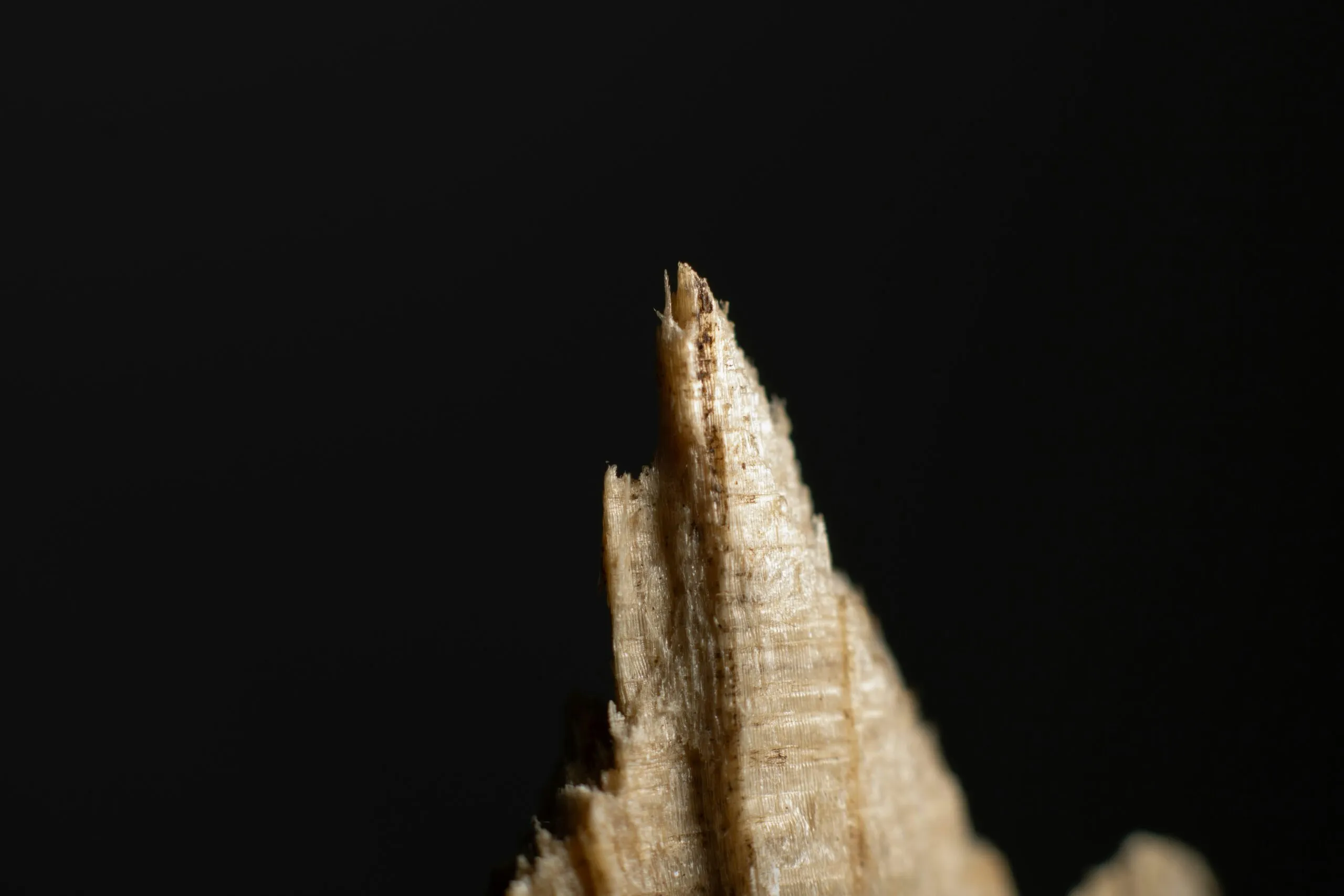 a close-up of a tree trunk