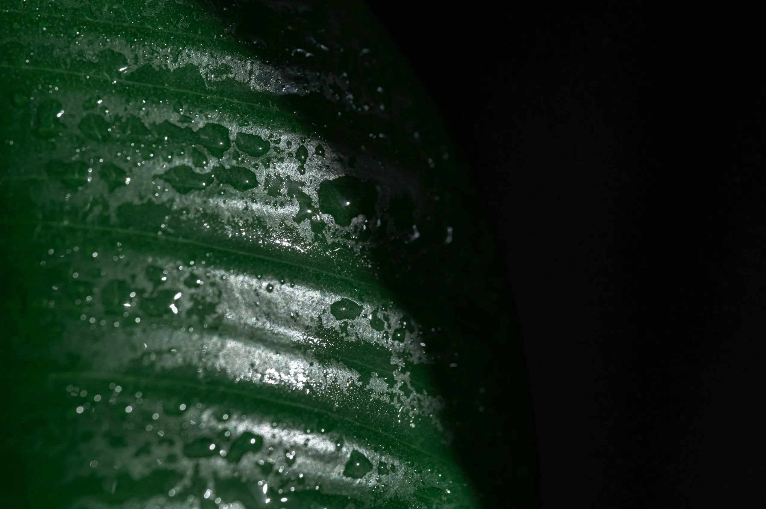 Close-up of water droplets on a green leaf