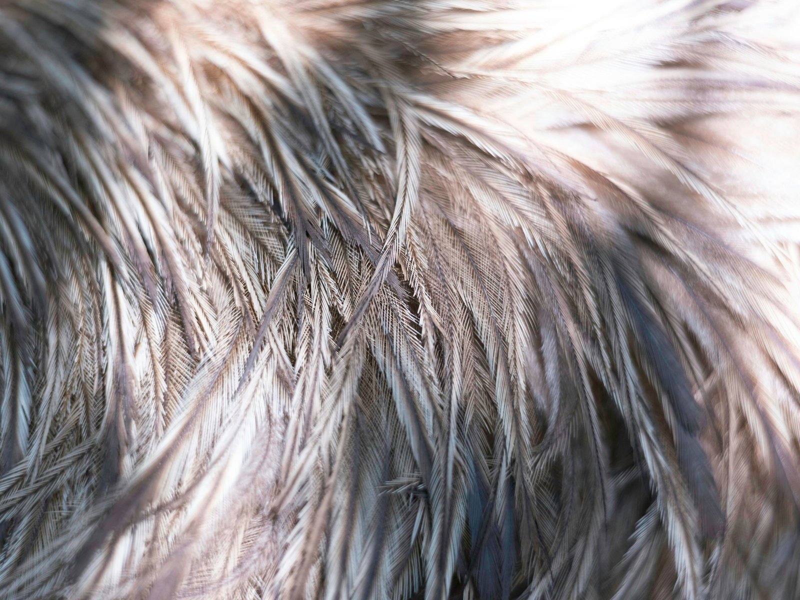 Close-up of soft, fluffy feathers in neutral tones.
